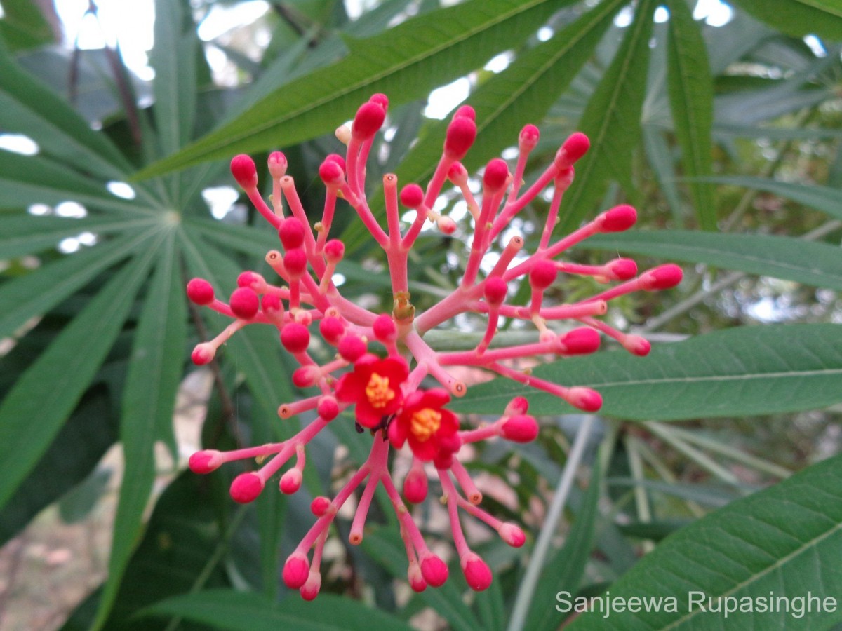 Jatropha multifida L.